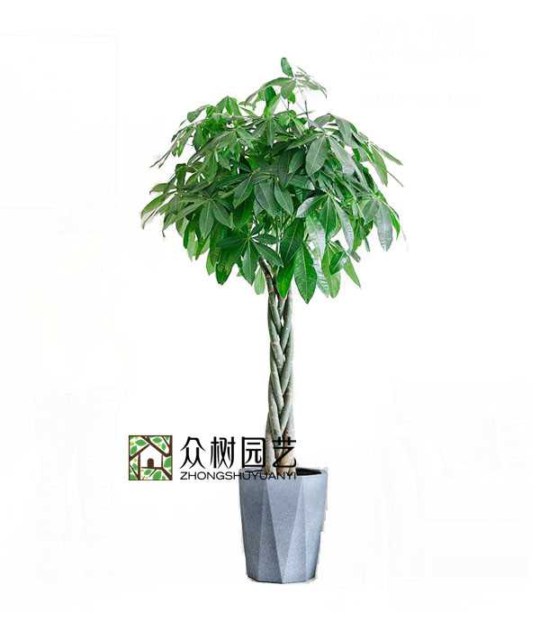 辮子發(fā)財(cái)樹