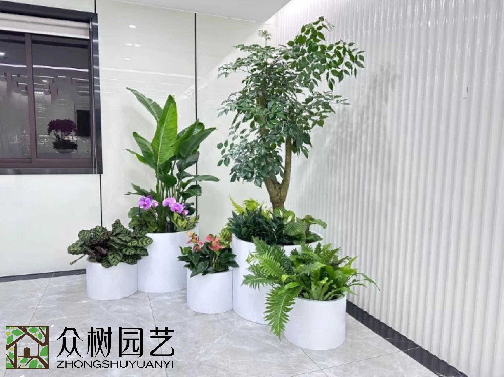 蘇州綠植租賃大揭秘！超詳細(xì)報價單，讓你的辦公室綠意盎然又省錢！