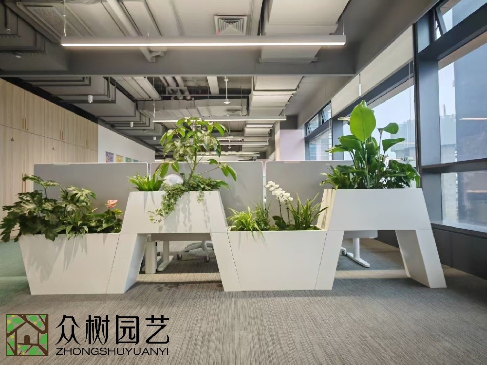 蘇州綠植租賃服務(wù)，打造綠色、健康辦公空間