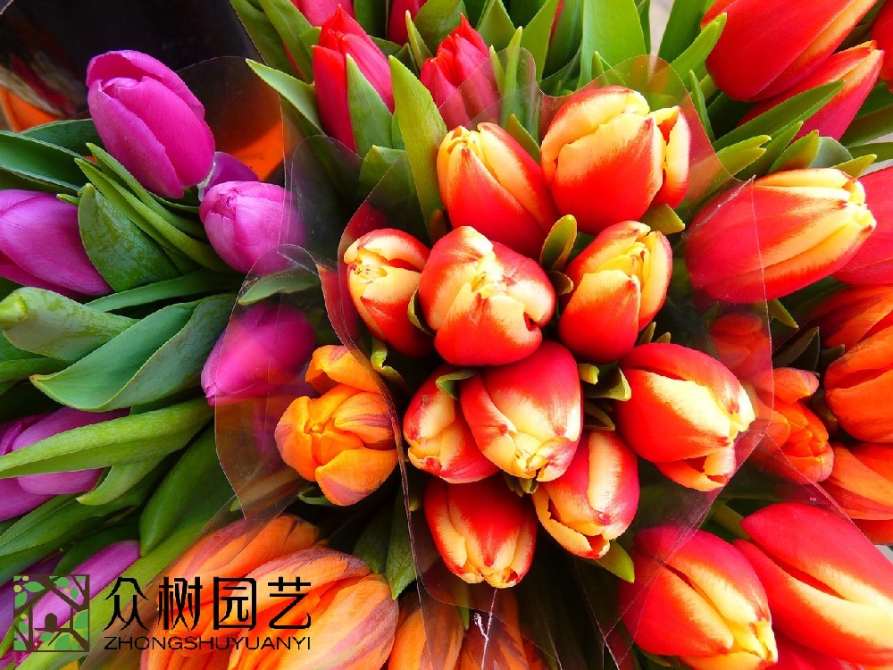 蘇州綠植花卉租擺：驚艷你的辦公與生活環(huán)境的秘密武器