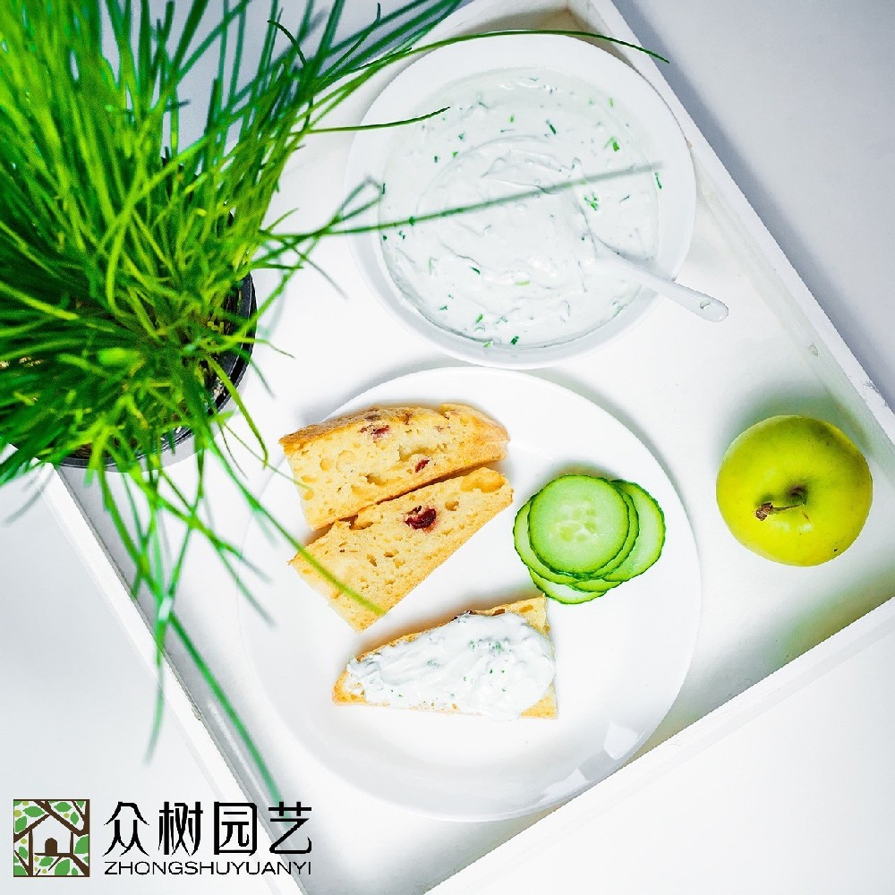 蘇州學校綠植租擺多少錢？全面解析綠色校園背后的投資